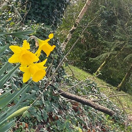 Ballyhoura Mountain Lodges Ballyorgan Ngoại thất bức ảnh